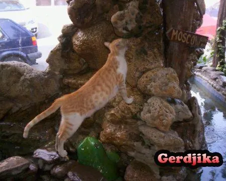 Gerdjika